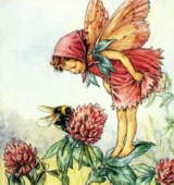 fairy